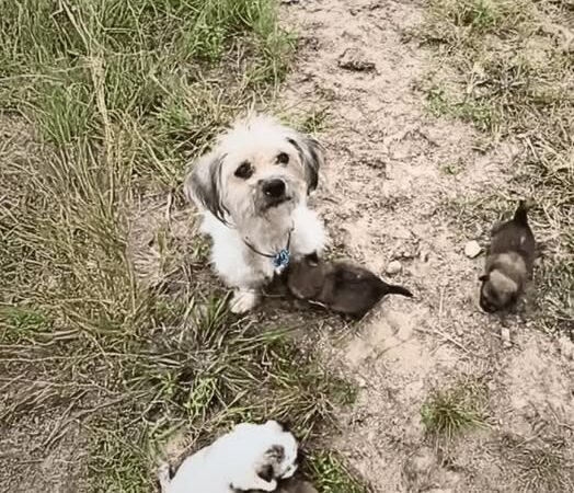 A heartbroken mother dog carried her lifeless puppy to strangers, unwilling to accept her loss. What unfolded next would alter her fate and that of her surviving puppies forever.