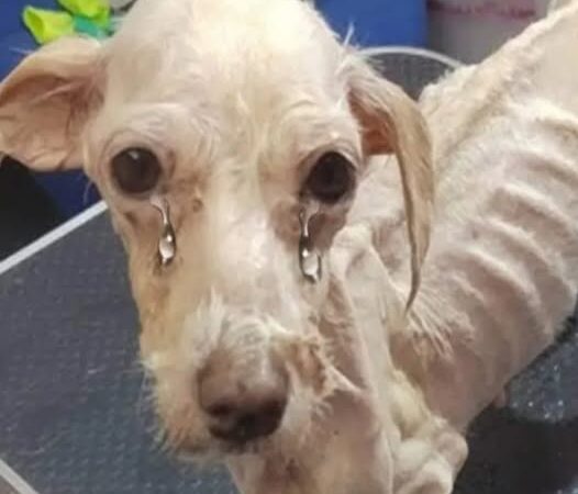 We found him huddled in a corner, shivering with cold and fear. His fur was matted and patchy, and his eyes carried the weight of despair. He was so thin that every bone in his small body seemed visible, a stark reminder of how long he had gone without proper food or care