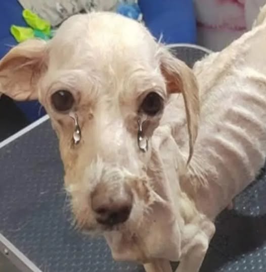 We found him huddled in a corner, shivering with cold and fear. His fur was matted and patchy, and his eyes carried the weight of despair. He was so thin that every bone in his small body seemed visible, a stark reminder of how long he had gone without proper food or care