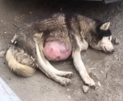 Misha, a young husky with a beautiful spirit, faced unimaginable hardship after being abandoned by her owner. Burdened by a massive tumor, she roamed the streets, malnourished and weak, feeling as though her life was over.