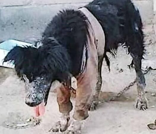 Shotley’s life on the streets of Youngstown, Ohio, was a long and painful struggle. For nine years, he battled disease, hunger, and abandonment. Frail and covered in ticks, his body bore the scars of neglect, while his eyes reflected years of suffering. Yet, amidst his despair, there remained a spark of hope—a will to survive against all odds