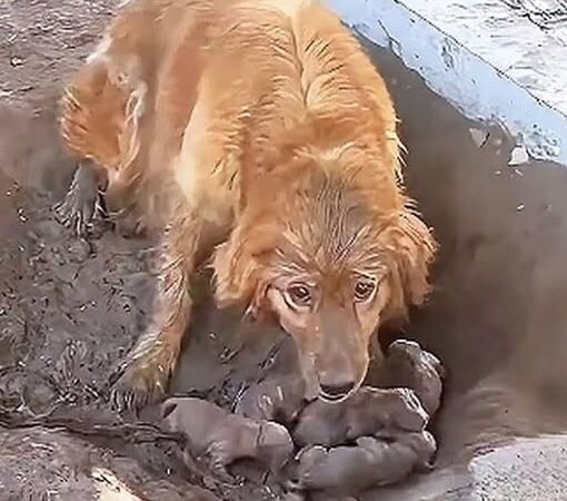 Stuck in a filthy mud pit, a chained mother dog gave birth without shelter or comfort, unable to protect her puppies—until someone finally came to her rescue