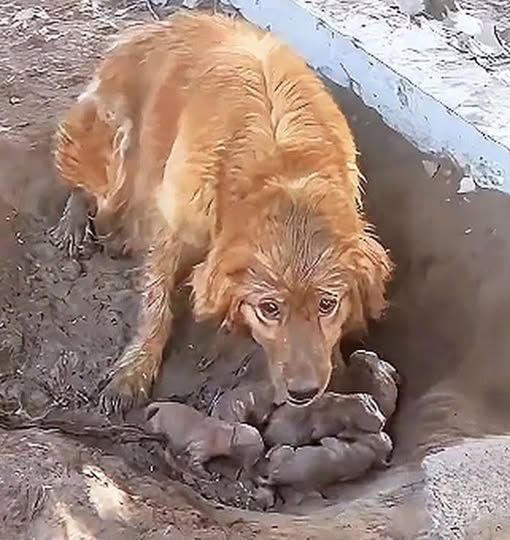 Stuck in a filthy mud pit, a chained mother dog gave birth without shelter or comfort, unable to protect her puppies—until someone finally came to her rescue