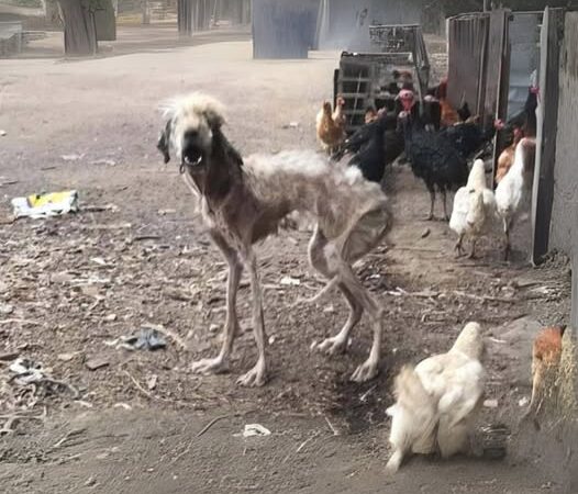 Poor dog was so desperate to survive, she resorted to eating chicken droppings. Covered in thousands of ticks and teetering on the edge of death, her future looked bleak—until compassion stepped in to rewrite her fate