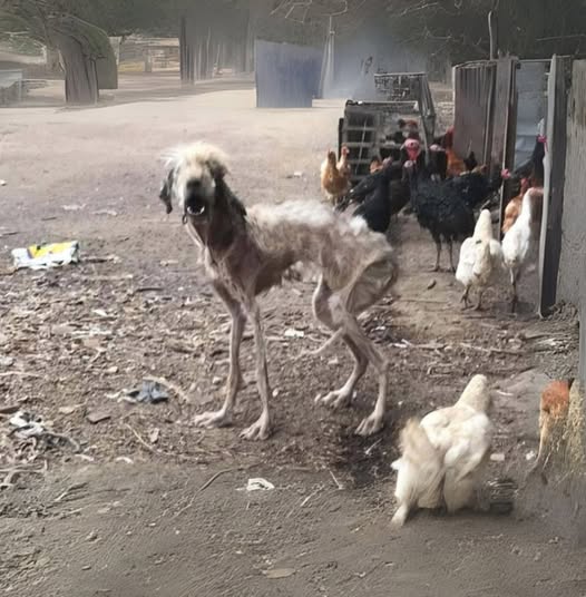 Poor dog was so desperate to survive, she resorted to eating chicken droppings. Covered in thousands of ticks and teetering on the edge of death, her future looked bleak—until compassion stepped in to rewrite her fate