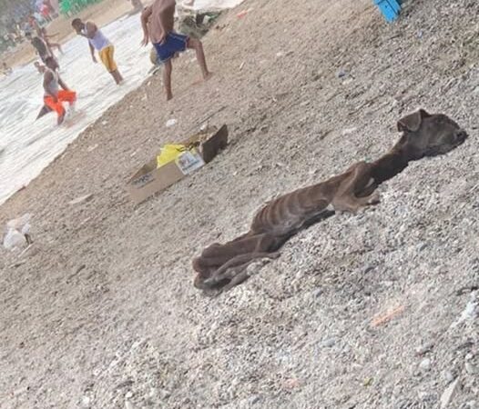 Meet Chocolate, a resilient dog whose journey from hardship to hope began on a deserted beach. Rescued by a compassionate stranger, he now thrives and walks proudly by their side, embodying the transformative power of love and care.