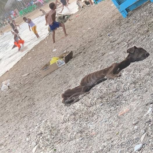 Meet Chocolate, a resilient dog whose journey from hardship to hope began on a deserted beach. Rescued by a compassionate stranger, he now thrives and walks proudly by their side, embodying the transformative power of love and care.
