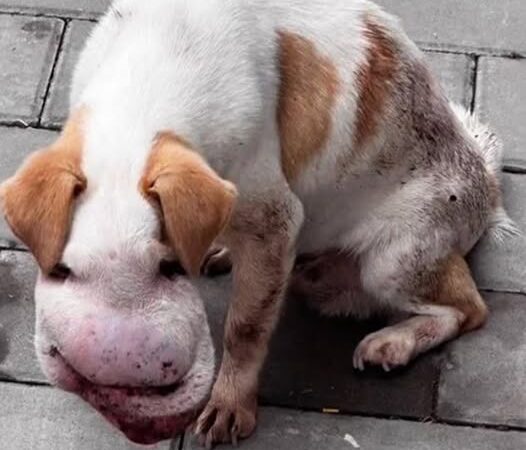 Silent Plea: Stray Dog’s Struggle and a Life-Changing Act of Kindness