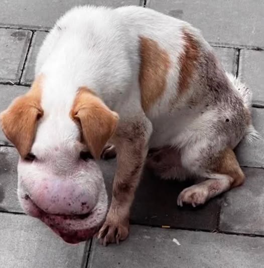 Silent Plea: Stray Dog’s Struggle and a Life-Changing Act of Kindness