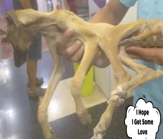 Dog’s Determination: Overcoming Flea Infestation and Dreaming of a Better Life