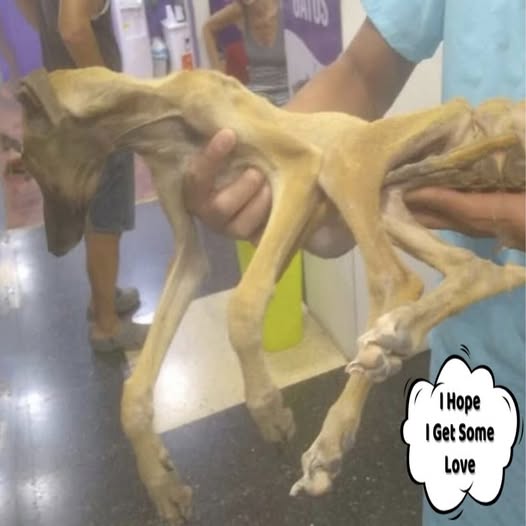 Dog’s Determination: Overcoming Flea Infestation and Dreaming of a Better Life