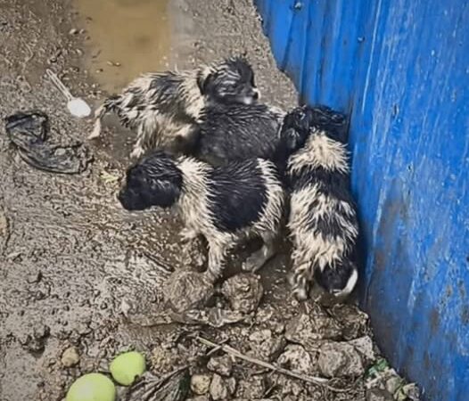 Shivering beside a trash bin, these forsaken puppies yearned for warmth and affection. Their remarkable journey to recovery will touch your heart!