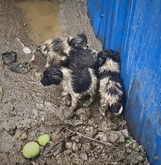Shivering beside a trash bin, these forsaken puppies yearned for warmth and affection. Their remarkable journey to recovery will touch your heart!