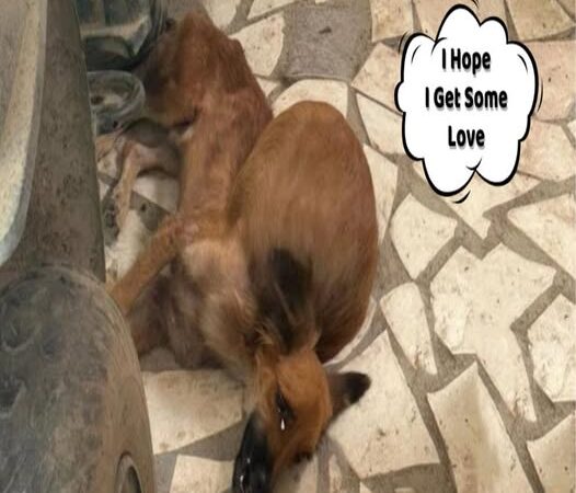 Brave Puppy Overcomes Tumor and Malnutrition, Embarking on a New Life of Hope..b
