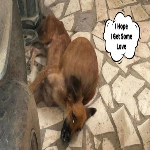 Brave Puppy Overcomes Tumor and Malnutrition, Embarking on a New Life of Hope..b