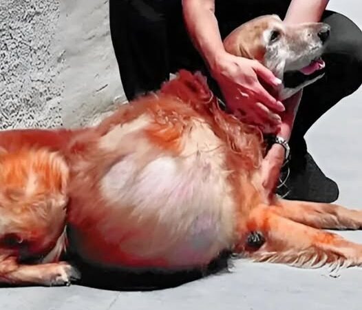 Left alone on the beach with a massive tumor, Henry could barely walk. But even in his darkest days, he never stopped wagging his tail.
