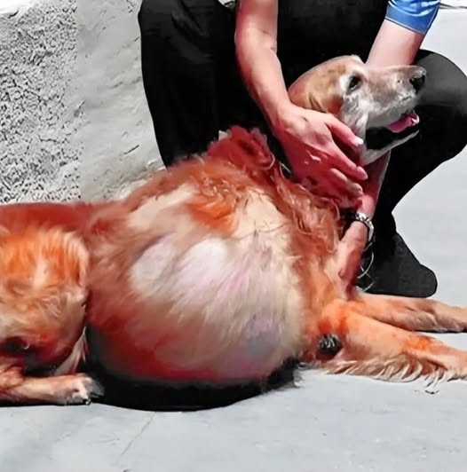 Left alone on the beach with a massive tumor, Henry could barely walk. But even in his darkest days, he never stopped wagging his tail.