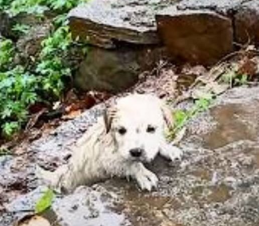 Amidst a fierce storm, a small puppy clung desperately to a set of steps, soaked and frightened, on the brink of despair. Just when it seemed all hope was lost, a stranger appeared and turned his fate around.