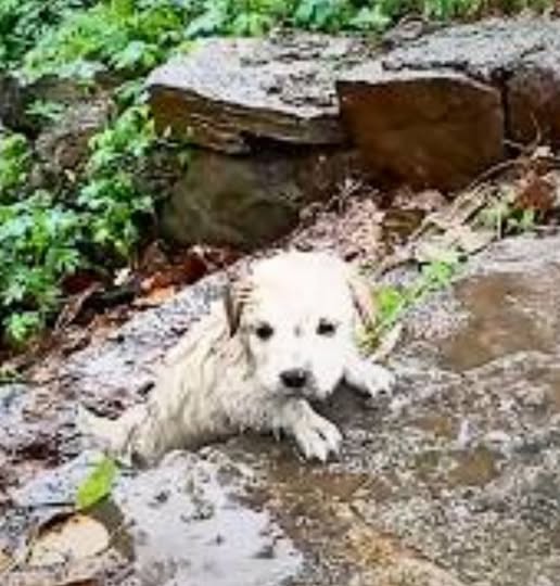 Amidst a fierce storm, a small puppy clung desperately to a set of steps, soaked and frightened, on the brink of despair. Just when it seemed all hope was lost, a stranger appeared and turned his fate around.