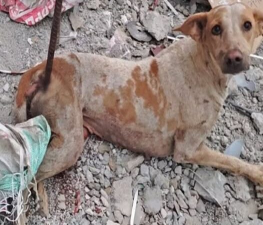 Pierced by an iron bar and left in agony, this brave dog fought through pain and exhaustion. Thanks to kindness and care, he’s now on the road to recovery and a better life.
