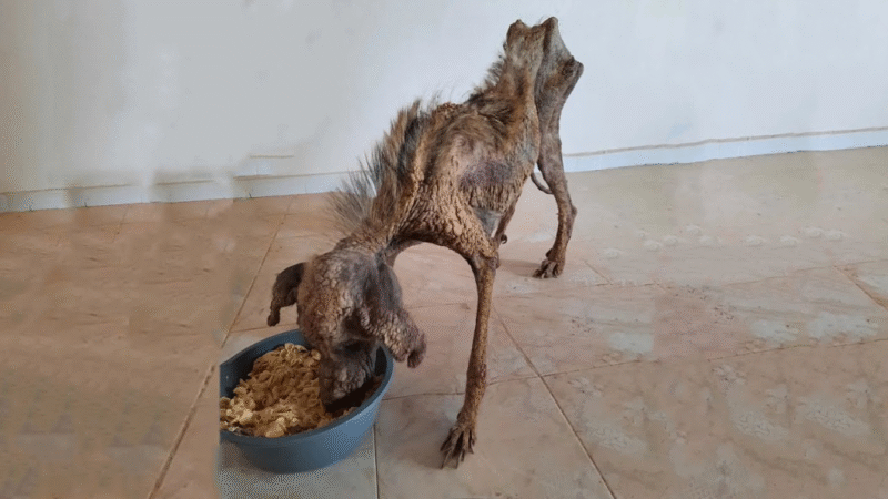 Zeyna’s Inspiring Journey: From Neglect to Renewal With Love and Care..b