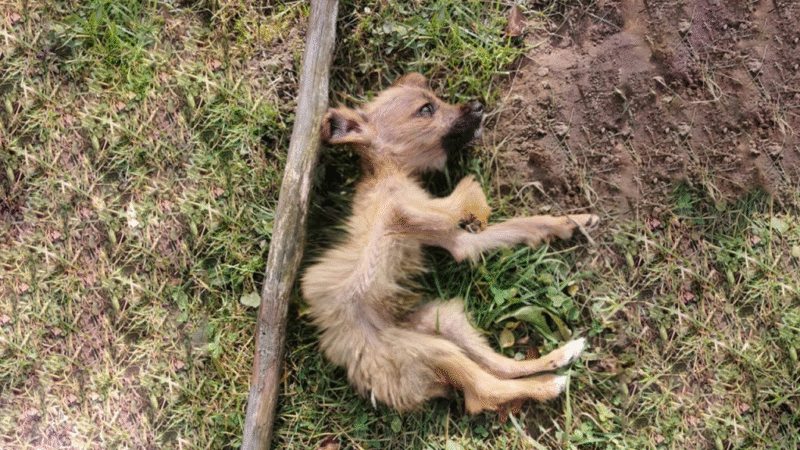 Puppy’s Journey from Desolation to Joy: A Heartwarming Tale of Second Chances and Healing..b