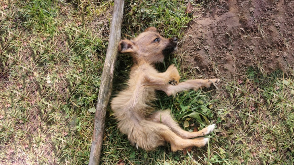 Puppy’s Journey from Desolation to Joy: A Heartwarming Tale of Second Chances and Healing..b