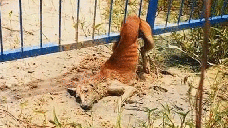 Community Unites to Rescue Stray Dog Trapped and Injured in Heartfelt Rescue Mission..n