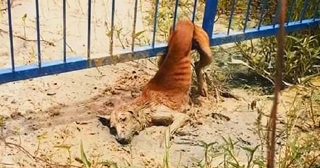 Community Unites to Rescue Stray Dog Trapped and Injured in Heartfelt Rescue Mission..n