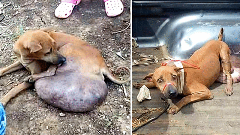 Rescue Mission Transforms Stray Dog’s Life After Tumor Removal and Long Journey to Recovery