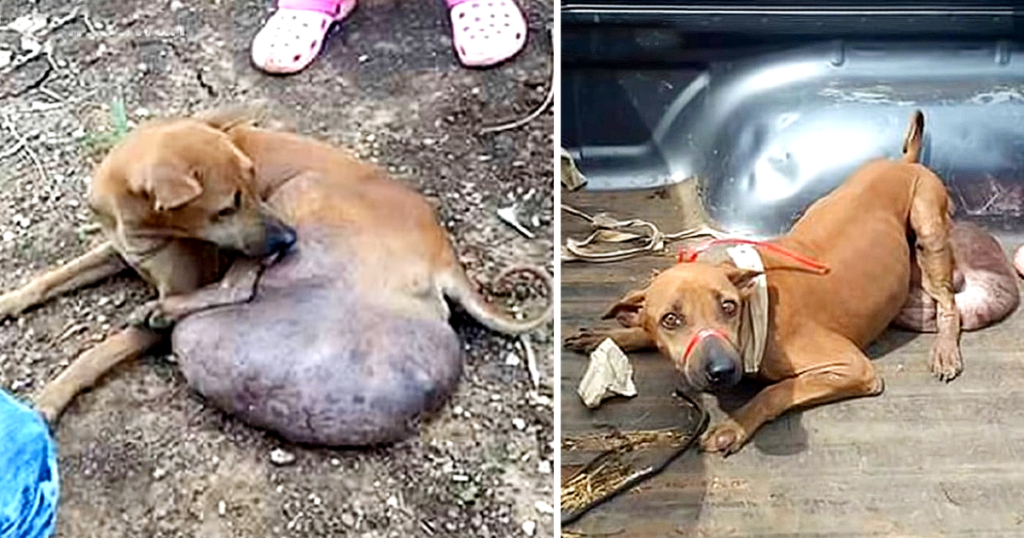 Rescue Mission Transforms Stray Dog’s Life After Tumor Removal and Long Journey to Recovery