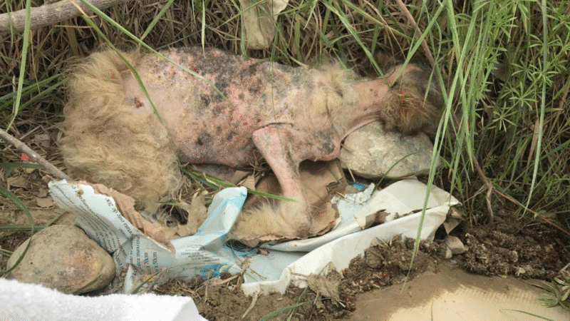 From Roadside Miracle to Recovery: Linda the Dog Finds Hope and a New Home…b