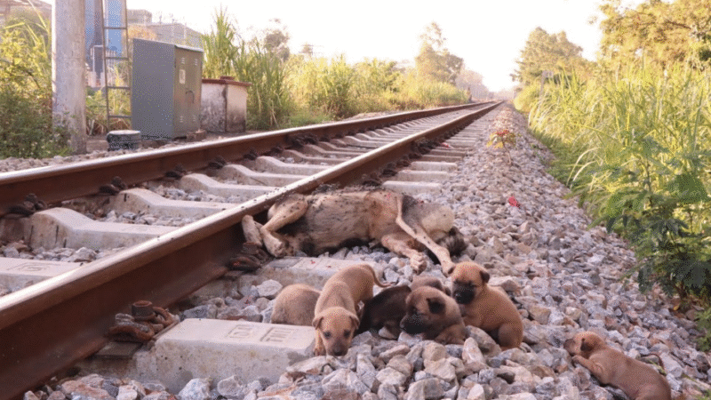 Orphaned Puppies Rescued After Tragic Loss, Begin New Journey of Hope and Healing..b