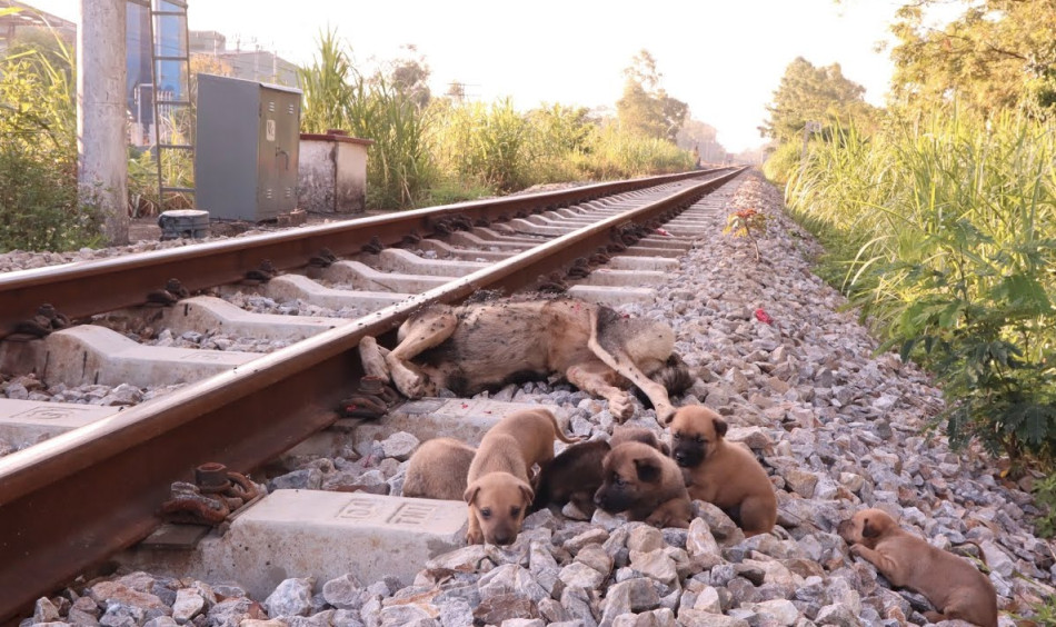 Orphaned Puppies Rescued After Tragic Loss, Begin New Journey of Hope and Healing..b