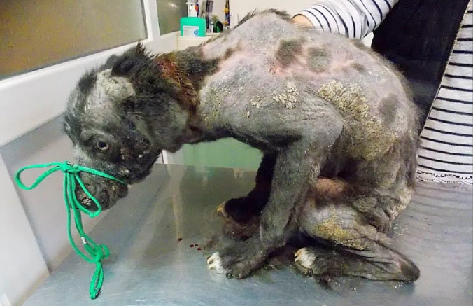 From Abandoned to Adored: Isumu’s Journey to Finding a Forever Home..n