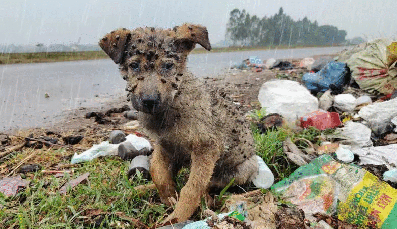 Lost Pup in Snow Saved by Compassionate Stranger in Heartwarming Rescue Tale…b