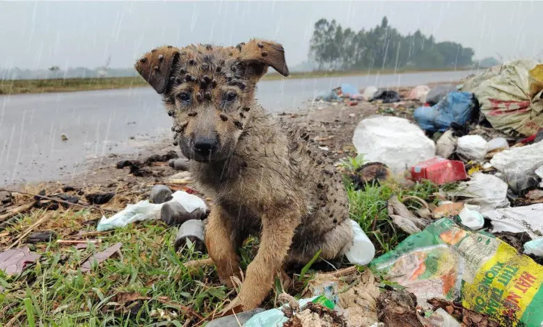 Lost Pup in Snow Saved by Compassionate Stranger in Heartwarming Rescue Tale…b