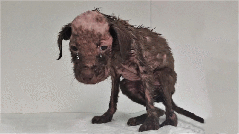 Abused Puppy Finds Hope: Lak’s Journey from Trauma to Triumph and a Loving Home..m