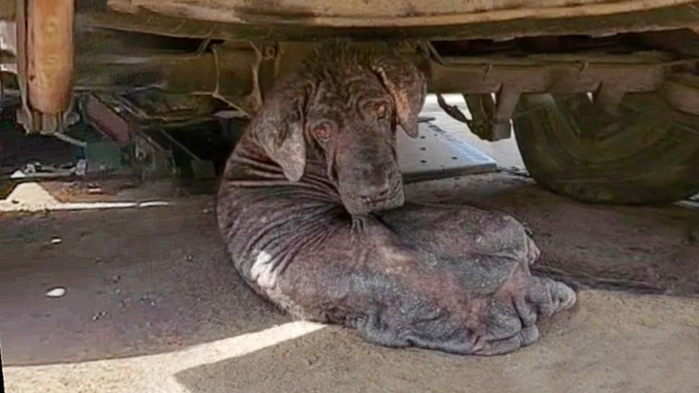 Rejected for His Looks, Mingo the Old Street Dog Finds a Second Chance at Life