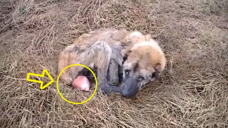 Forced to Breed Until Her Body Collapsed, Almira Now Runs Free and Loved