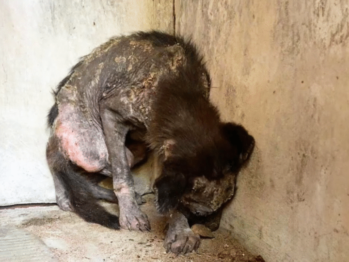 Brave Puppy Emerges from Shadows to Embrace the Light and Face New Adventures