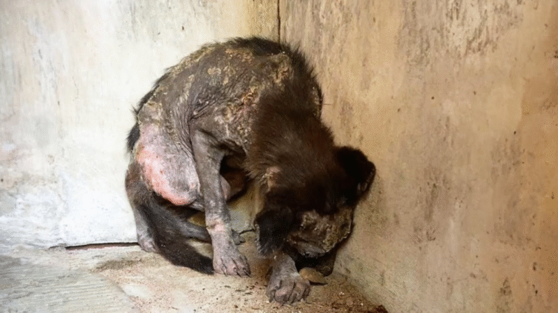 Brave Puppy Emerges from Shadows to Embrace the Light and Face New Adventures