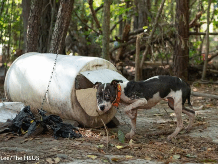 Over 300 Dogs Rescued From Largest Dogfighting Ring Bust In South Carolina…b