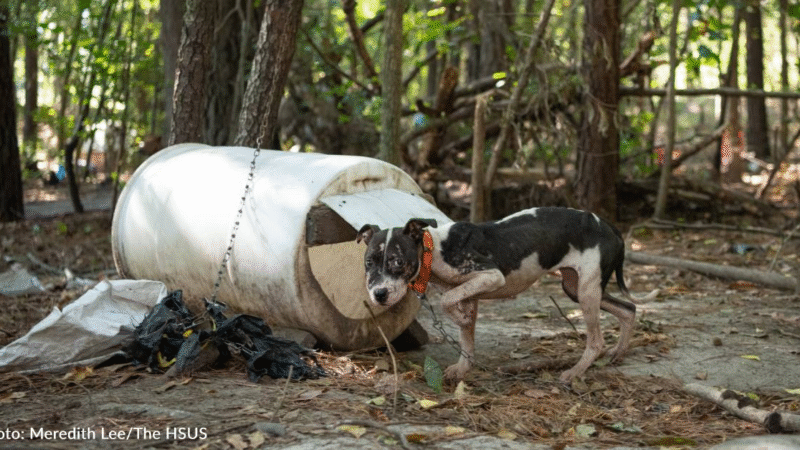 Over 300 Dogs Rescued From Largest Dogfighting Ring Bust In South Carolina…b