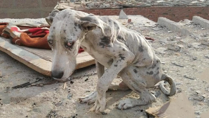 From a Stone-Filled Stomach to a Happy Bark: Angelo the Dog’s Remarkable Recovery