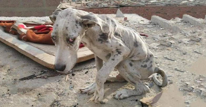 From a Stone-Filled Stomach to a Happy Bark: Angelo the Dog’s Remarkable Recovery
