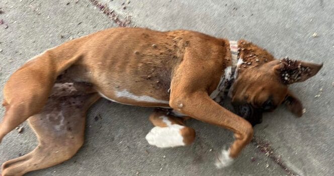 Boxer puppy collapses in stranger’s driveway looking for help