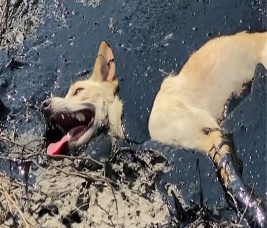Behind the dogs in the pictures below are touching stories that brought me to tears, I think when you see it you will too…25