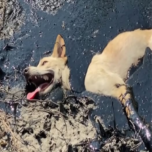 Behind the dogs in the pictures below are touching stories that brought me to tears, I think when you see it you will too…25