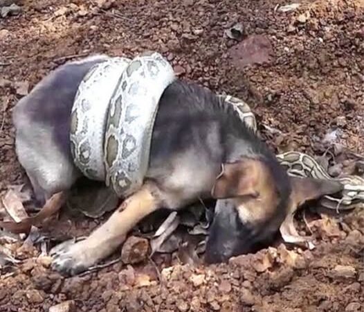 Behind the dogs in the pictures below are touching stories that brought me to tears, I think when you see it you will too…26
